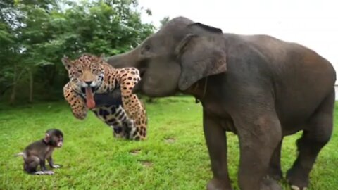 Elephant Herd Rescue Baby Monkey From Leopard Huning. ❤