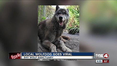 Yuki the wolfdog goes viral