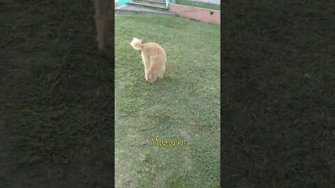 Luli, Macarni y Tobías por la mañana 25/11/2022)