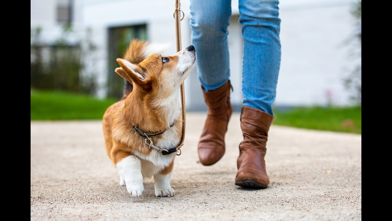 Teach ANY dog to walk nice on the leash | 5 MINUTE DOG TRAINING RESULTS!