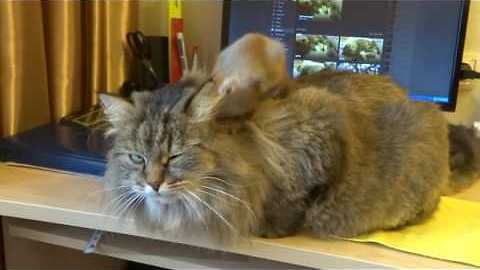 Squirrel and cat best buddies