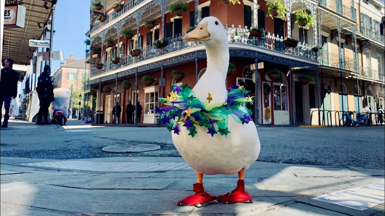 I took my duck to New Orleans