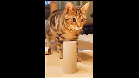 Funny cats videos ever 😹 funny cute cats 😻 Cat fun