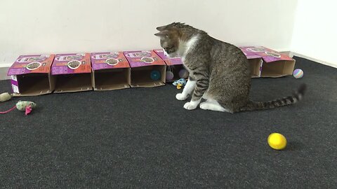 Cat Is Startled by Toy