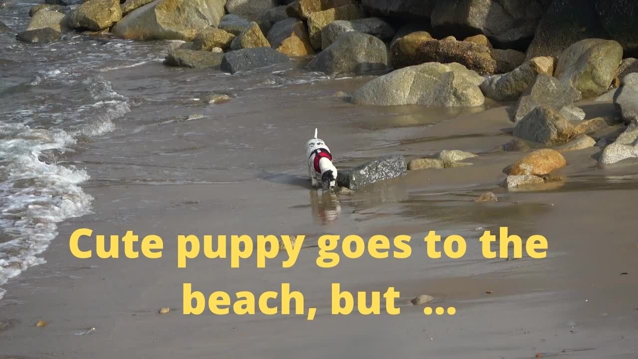 Cute puppy goes to the beach