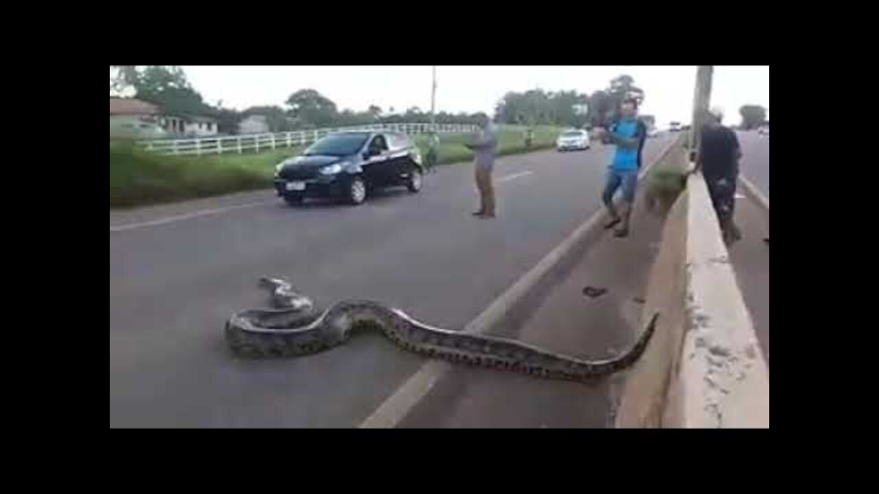 GIANT: Snake anaconda is seen again and achieves its goal on BR-364