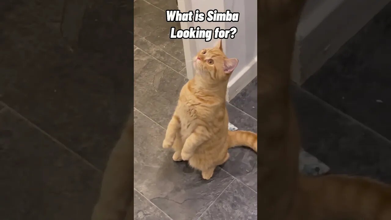 Simba The Cat is looking for something interesting 👀#cat #shorts #catlover #cats #animal