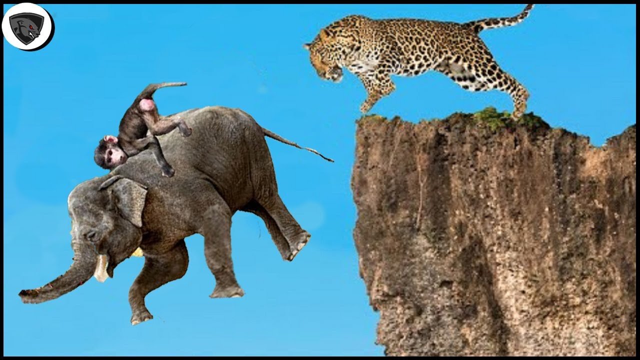 Elephant Carrying Baboon Together Jump Off The Cliff To Escape From The Eevil Leopard