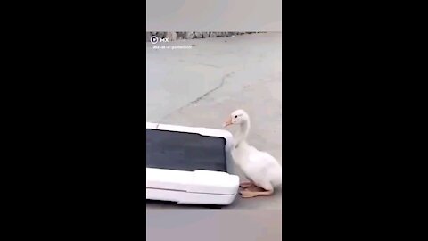 Duck 🦆🦆🦆🦆 funny walking treadmil