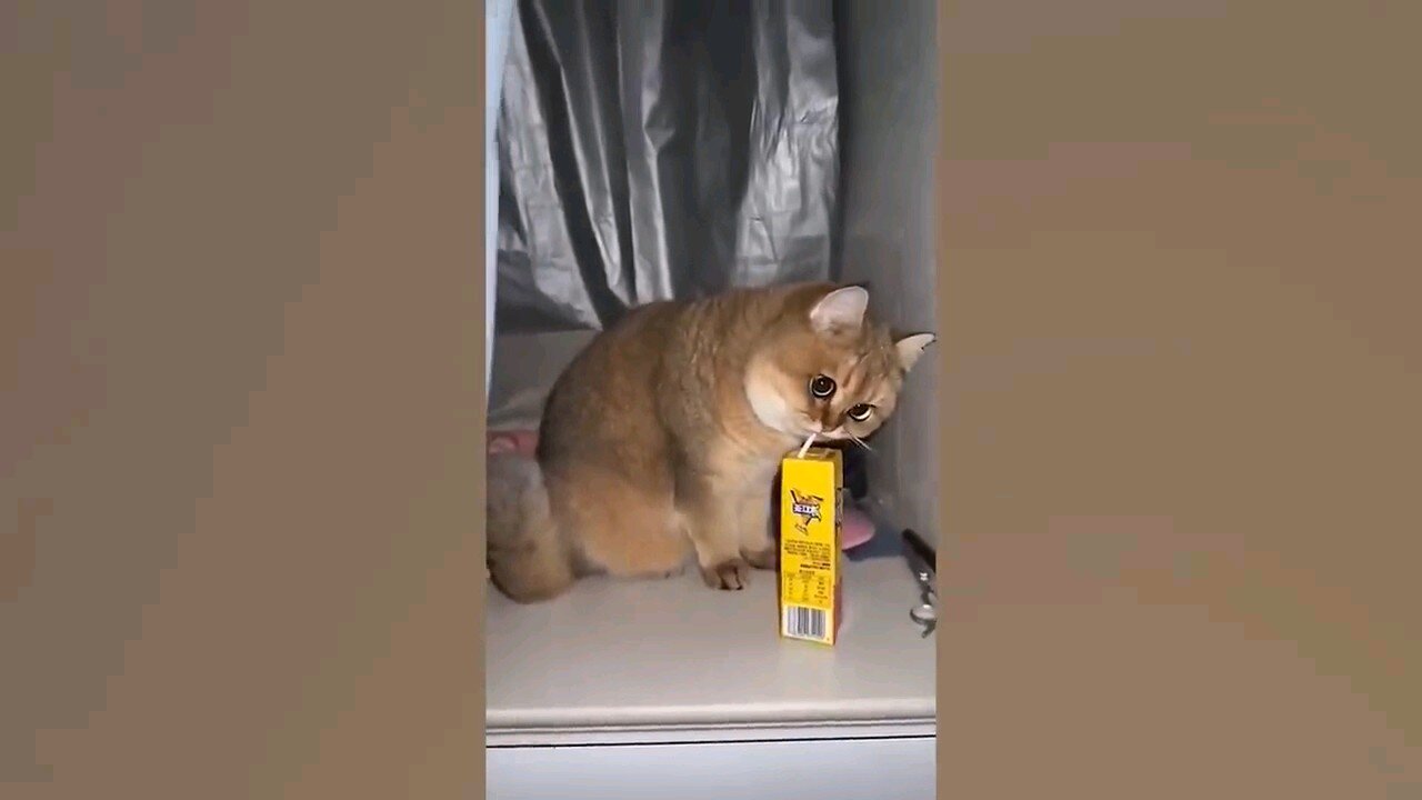 Funny dog