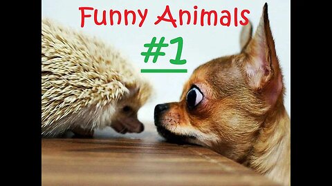 Best Funny Animal Videos December 2022 / Funny animals #1