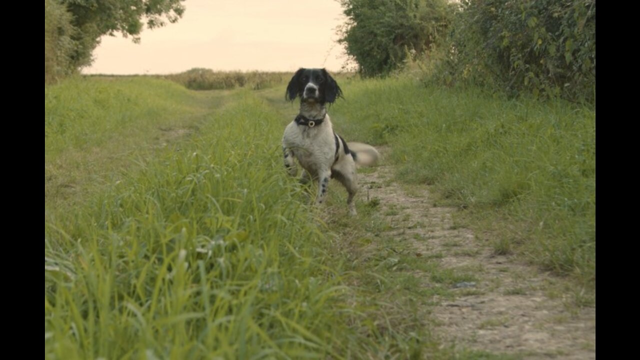 Tracking Shot of Dog Running Along a Rural Path