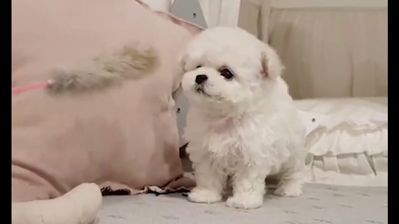 TRY NOT TO LAUGH Tiny Dogs #2