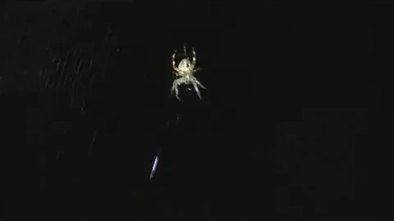 Spider catching prey at night in his awesome glow in the dark web.