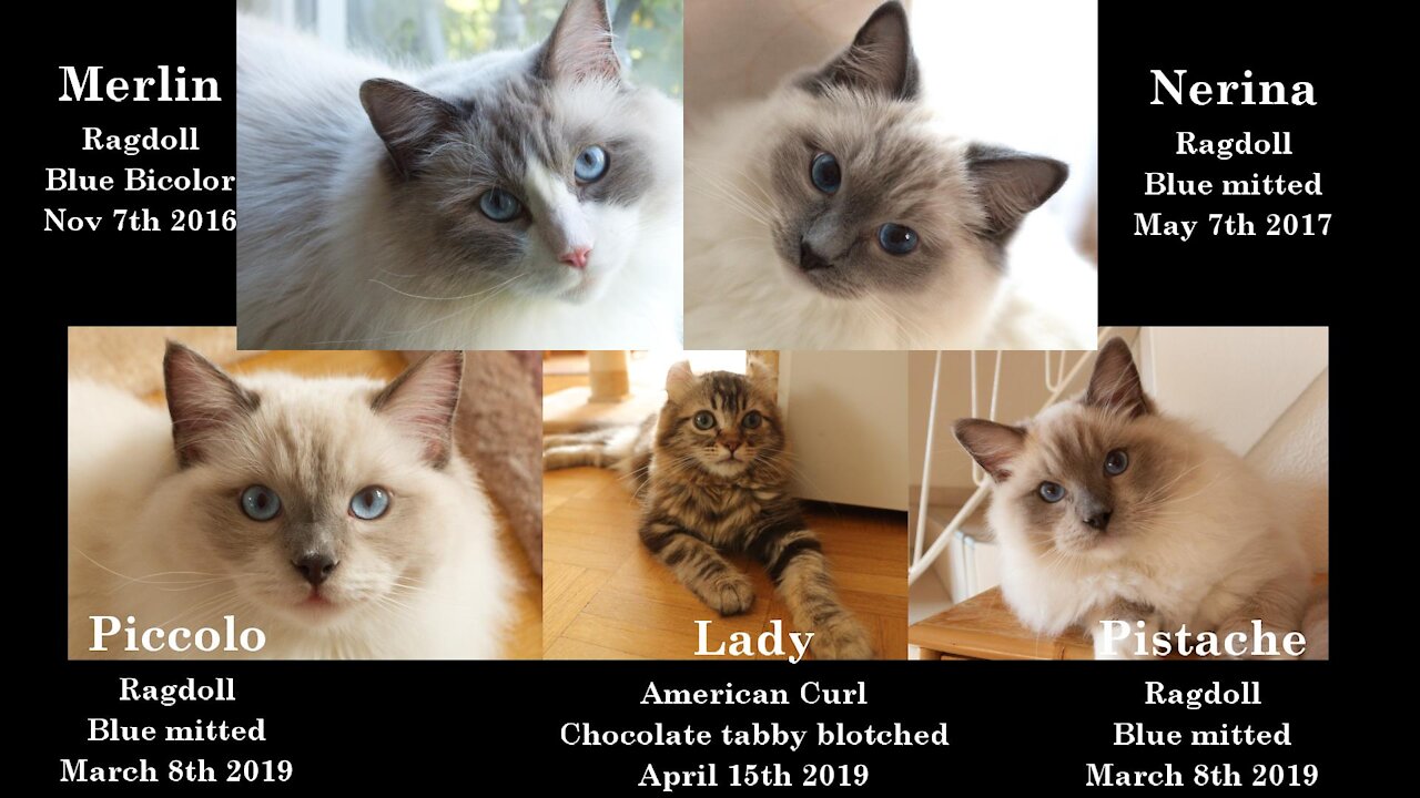 Meet 4 Ragdolls and 1 Little Lady