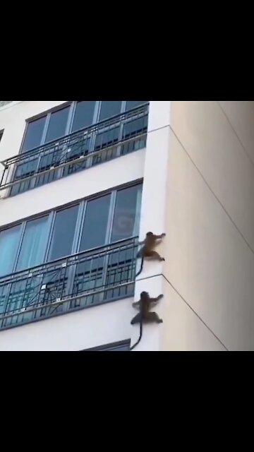 Funny monkeys coming down from dangerous hight.