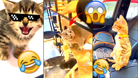 Funny animal video #2 - Cute and funny cats - try not to laugh
