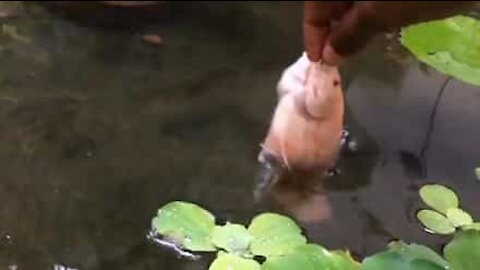 Tutto è più bello in slow-motion, anche un pesce che mangia!