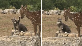 Cat Slaps Rescued Deer When It Gets Too Close