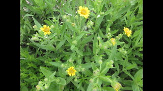 Bright Yellow Ray Flowers Arnica June 2022