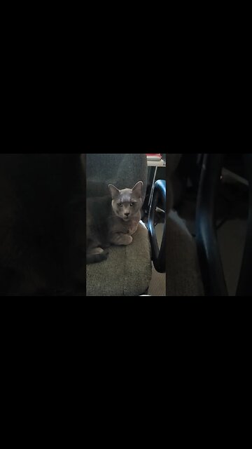 Theodore the fat cat