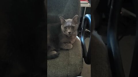 Theodore the fat cat
