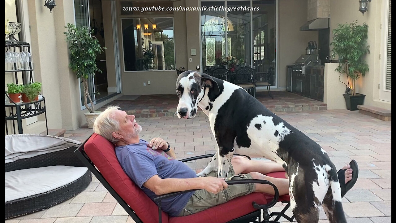 Affectionate Great Dane Wants To Ride The Recliner With His Dad