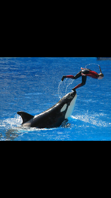 Big shark 🦈 Feding the fish# ohh my god very dangerous// watch video