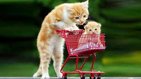 Comedic Pets dancing try not to laugh (Very Funny)