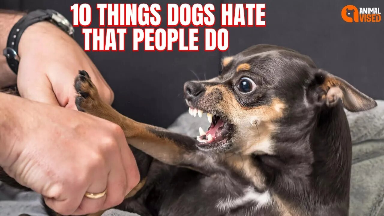 10 Things Dogs Hate That People Do: Avoid These Common Mistakes! | Animal Vised