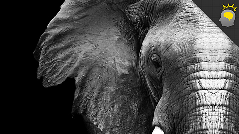 Stuff to Blow Your Mind: Elephants, Death and Empathy -- Science on the Web