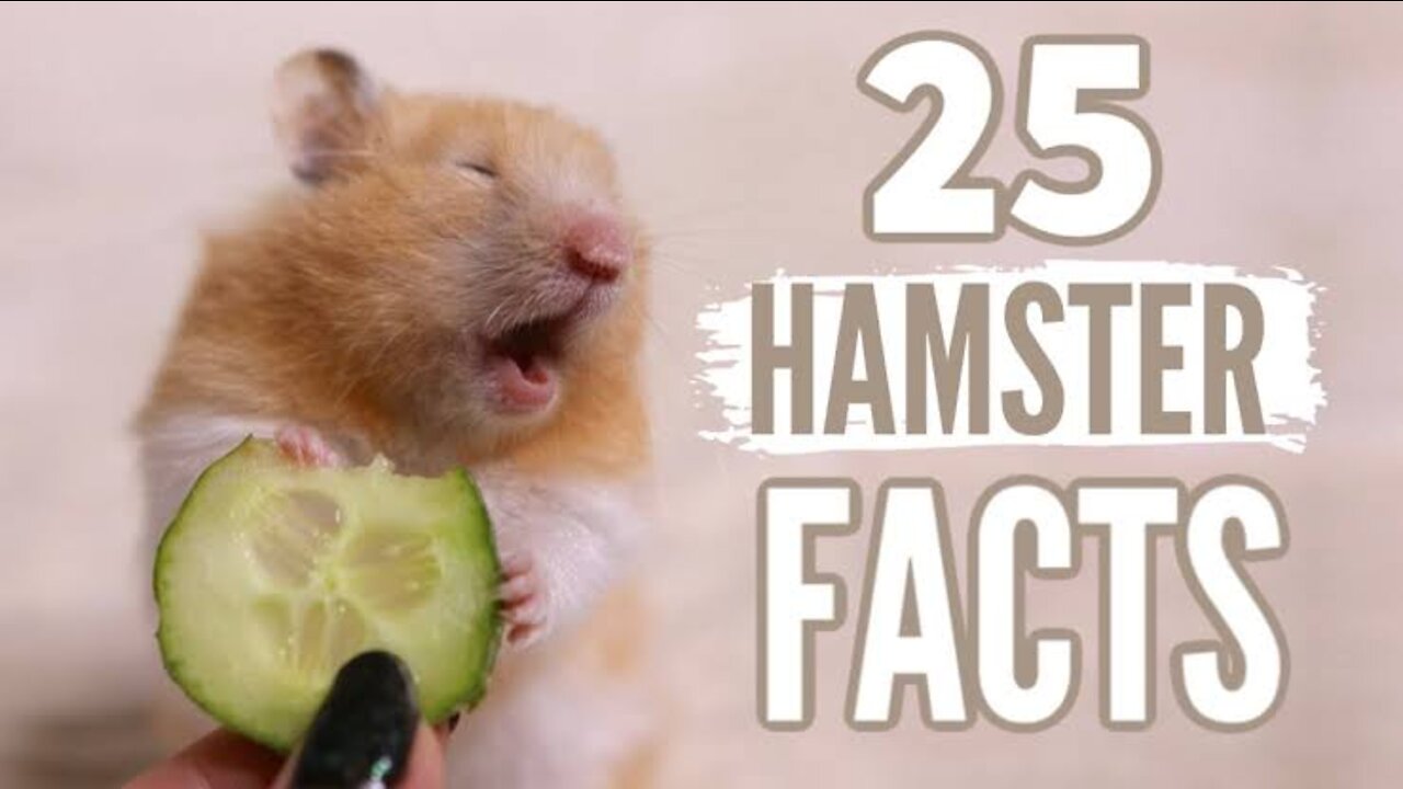 25 Facts about hamster watch this before buying cute hamster