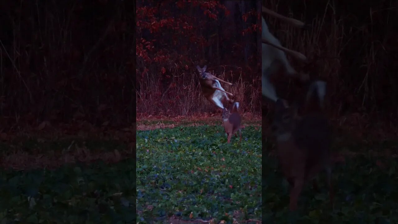 Got Hops? #shorts #deerhunting #hunting #venison