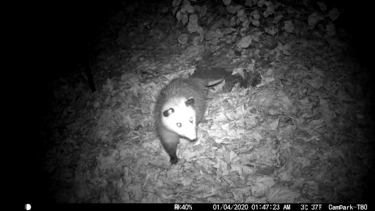 My favorite little Tick destroyer