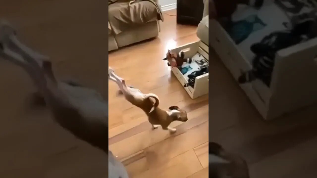 Gymnast Dog. 😂😂😂