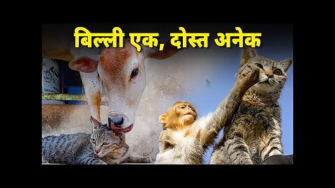 A cat friends with monkey, cow, sheep and dog