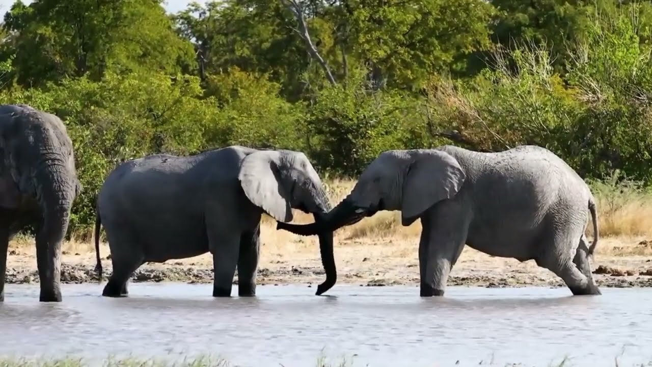 African Wildlife Harmony of Nature Animal Video with Relaxing Music #nocageanimals