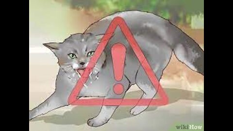 How to Relax a Restless Cat