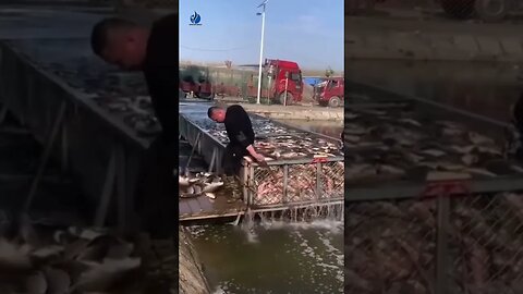 Fish Farming - Fishing