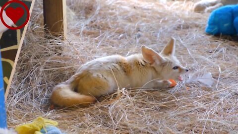 Beautiful Animals with Nature Cute Animals Cute Animals