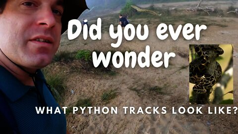 HUGE PYTHON tracks sighting on early morning walk - The Python is the WORLDS LONGEST SNAKE -