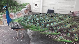 SOUTH AFRICA - Cape Town - Peacocks in Clovelley (Video) (ZHq)