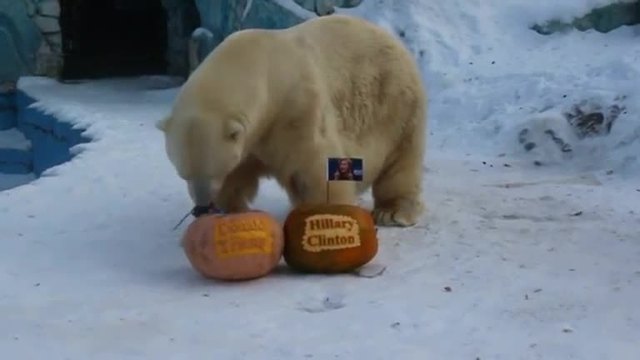 Zoo animals have their say in U.S. election