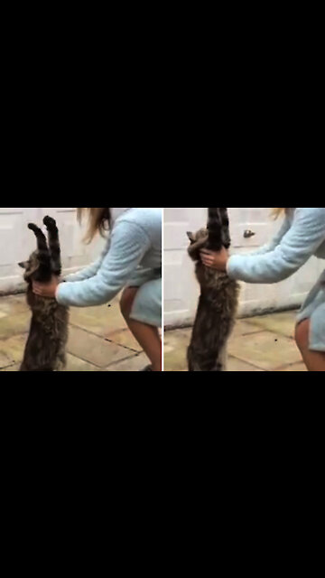 Cat puts arms up for a hug