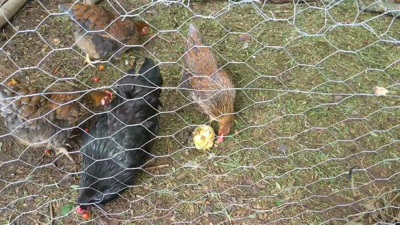 chickens eating our failure
