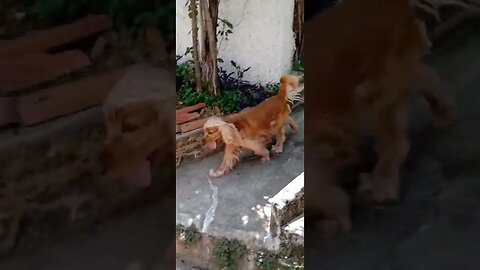 #dogshow , #animals , #dogs , #shorts