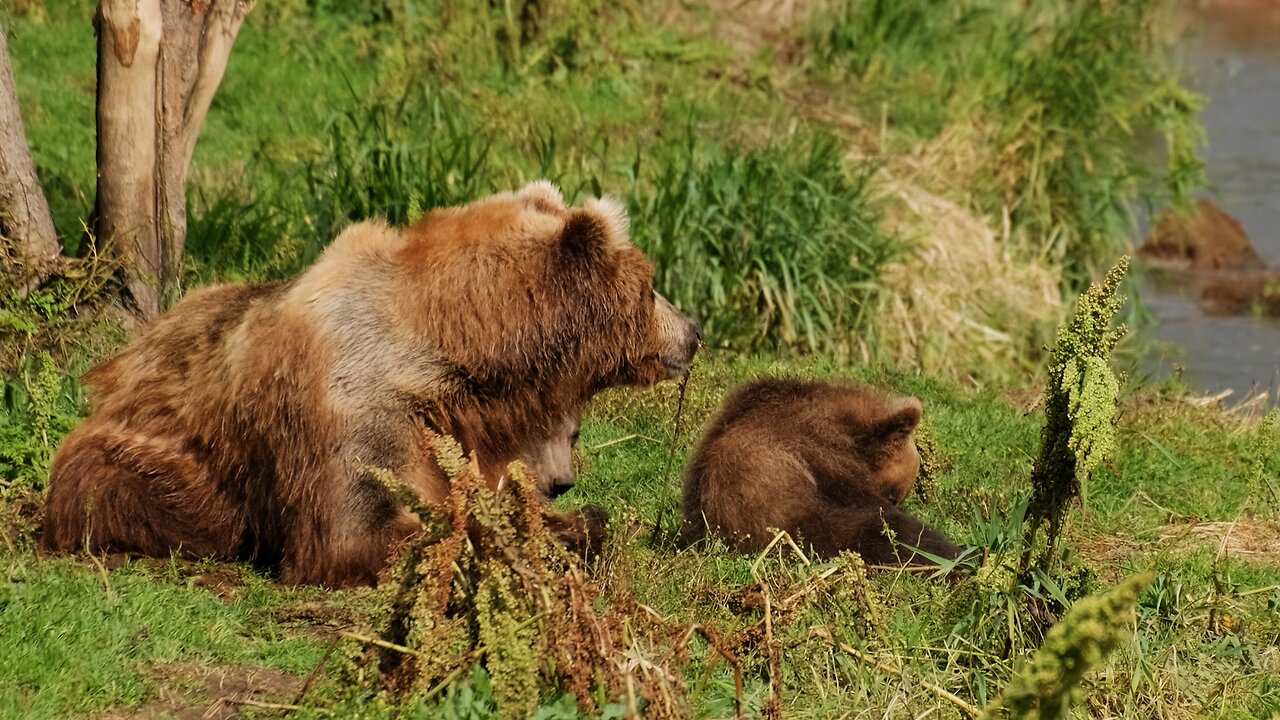 Youngsters of the forest