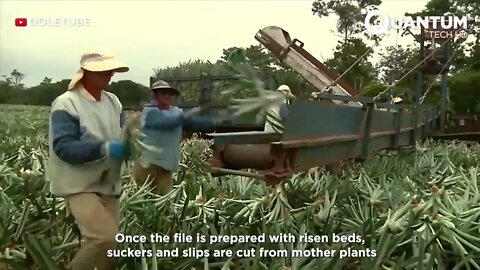 Harvesting the Most Delicious Pineapples in the World | Exotic Fruit Plantation