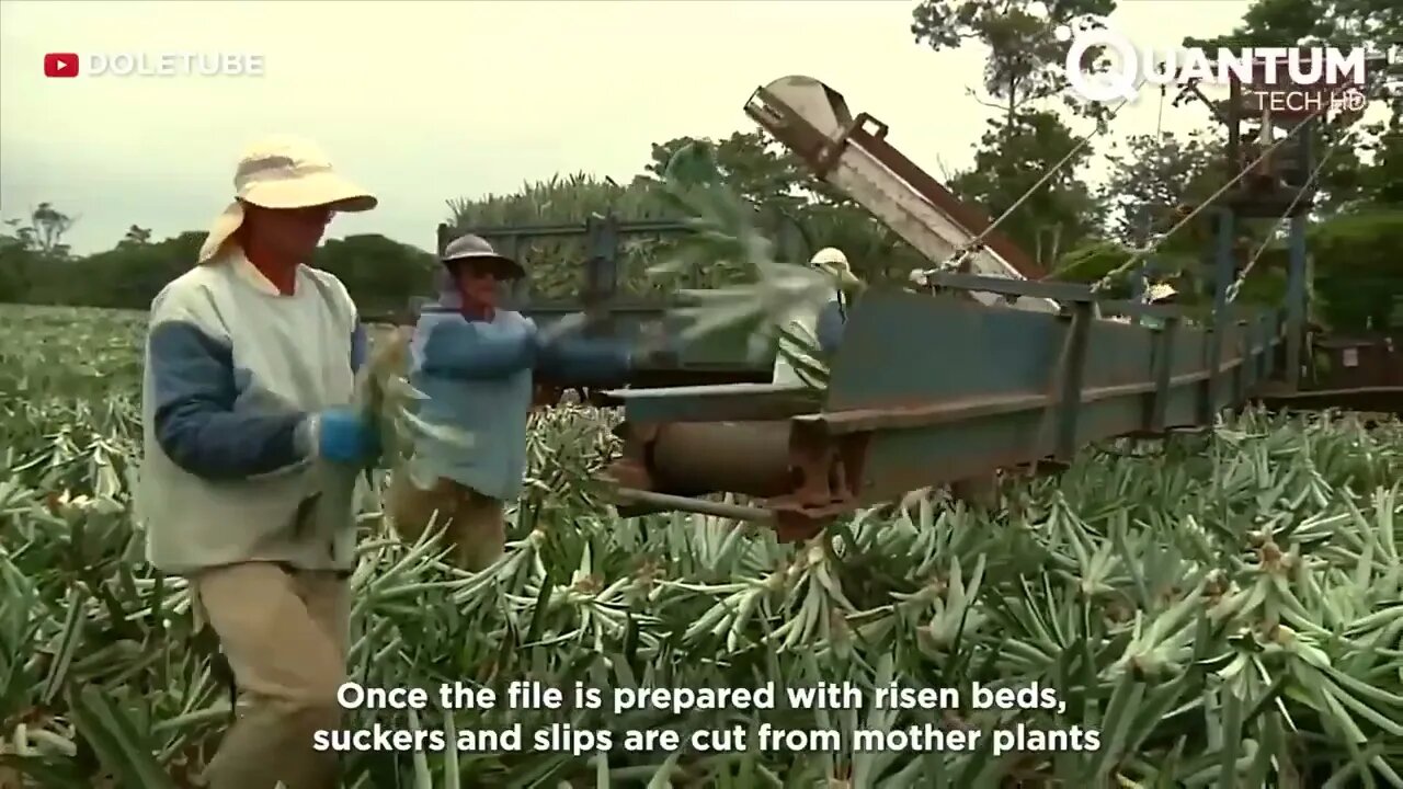 Harvesting the Most Delicious Pineapples in the World | Exotic Fruit Plantation