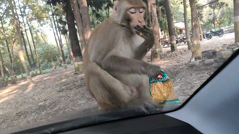 Car pe baitha Monkey